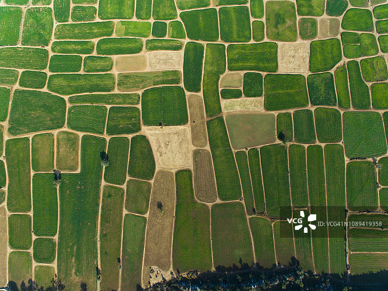 小麦作物图案图片素材