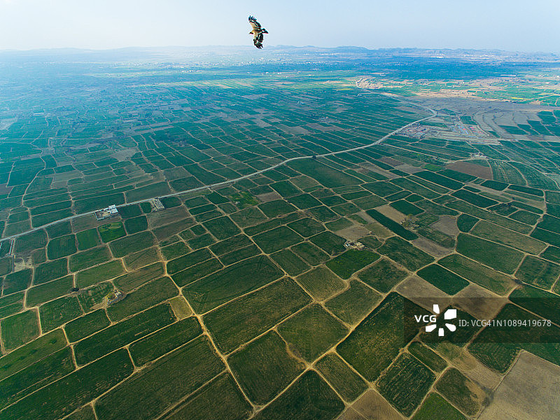 草原雕飞越田野航拍视角图片素材