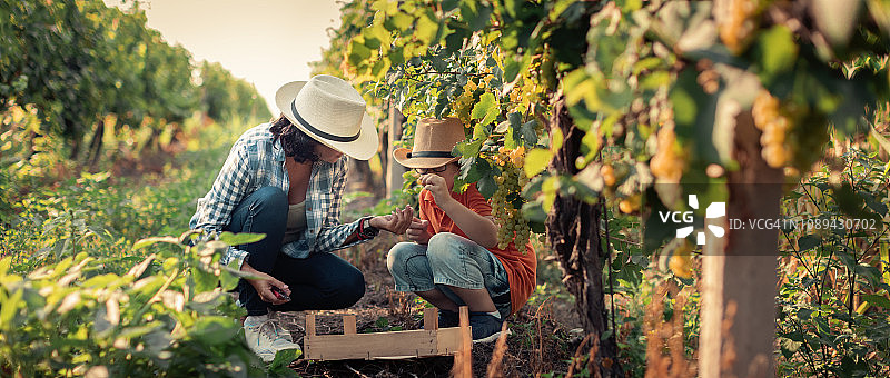 女人和孩子在葡萄园里工作图片素材