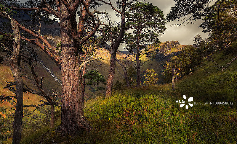 尼维斯峡谷的喀里多尼亚苏格兰松树图片素材