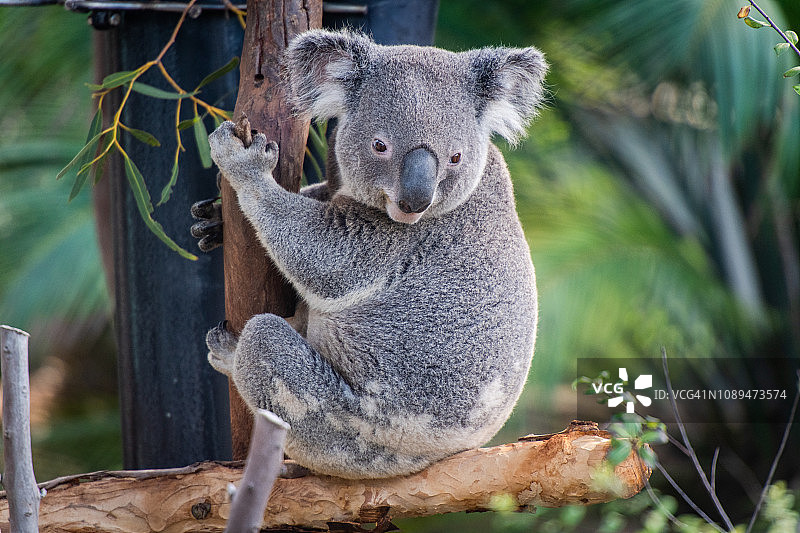 树上的考拉图片素材