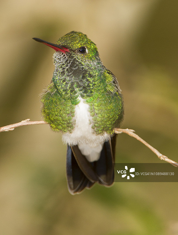 色彩斑斓的翠绿蜂鸟图片素材