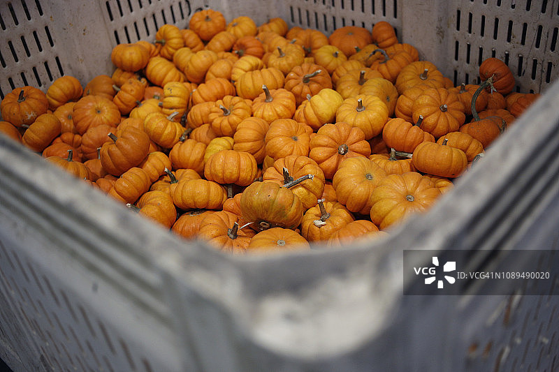 农场容器中的迷你南瓜图片素材