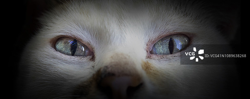 猫眼特写图片素材