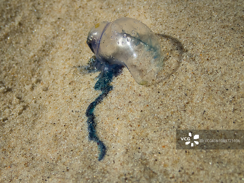 澳洲海洋刺客 - 僧帽水母图片素材