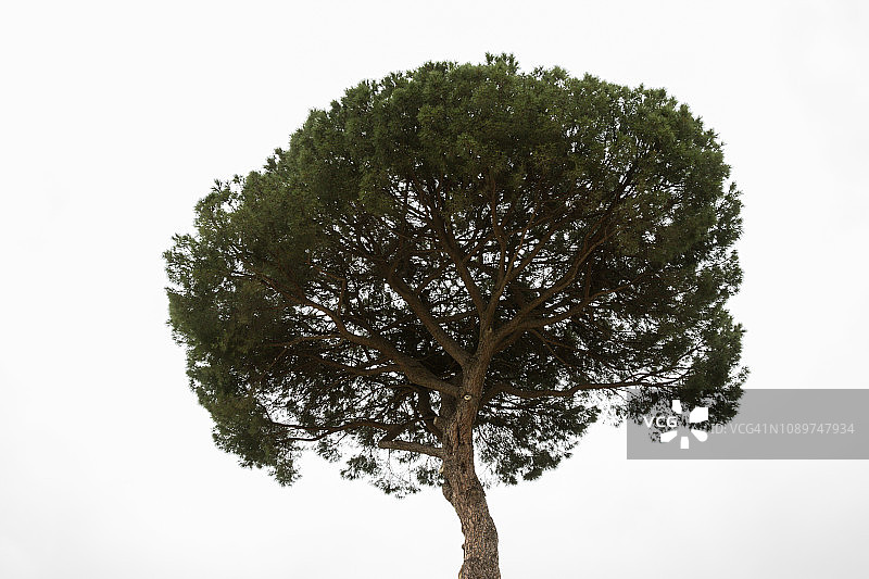 意大利罗马帕拉蒂尼山上的一棵孤 Tree立树图片素材