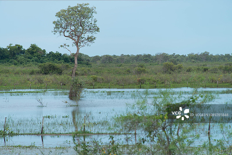 潘塔纳尔图片素材