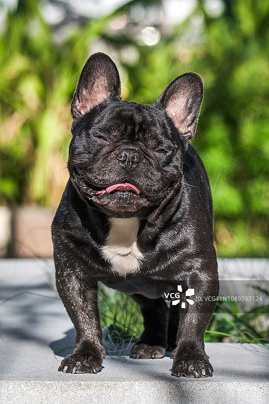 公园里成年虎斑色法国斗牛犬站立肖像图片素材
