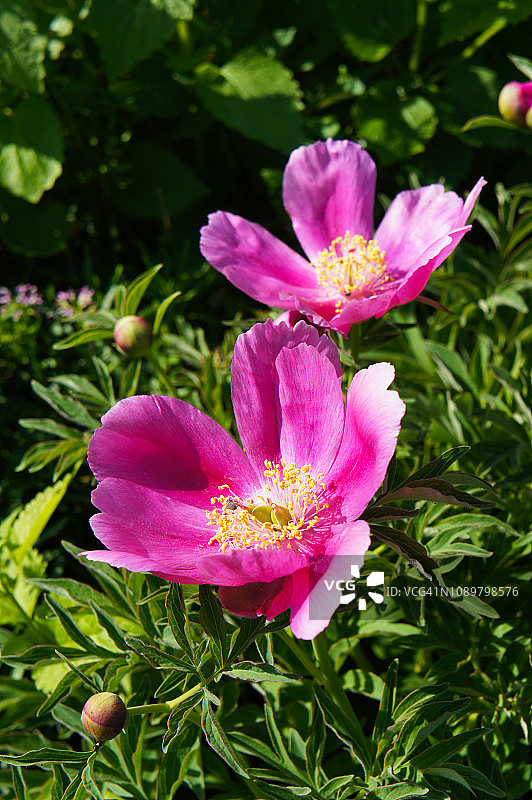 花园里的红色牡丹花图片素材