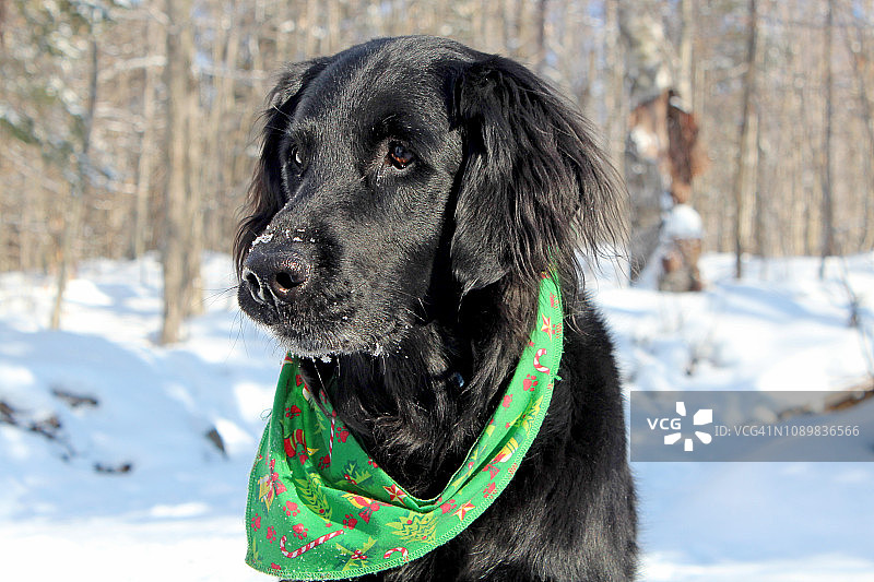 卷毛寻回犬特写图片素材