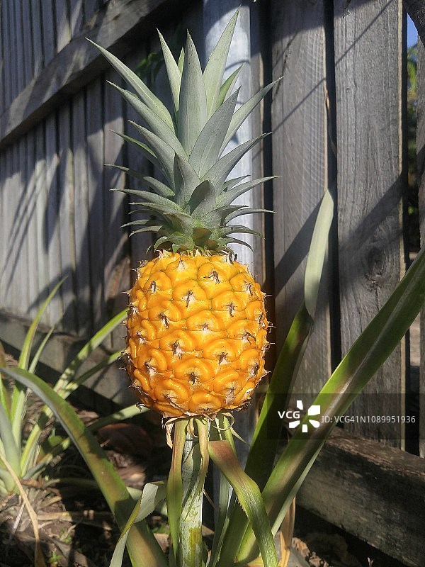 金色菠萝图片素材