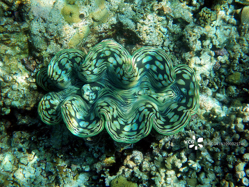 砗磲，马尔代夫埃里亚杜岛图片素材