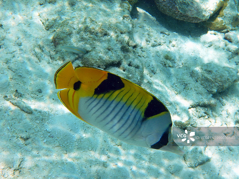 双鞍蝴蝶鱼图片素材