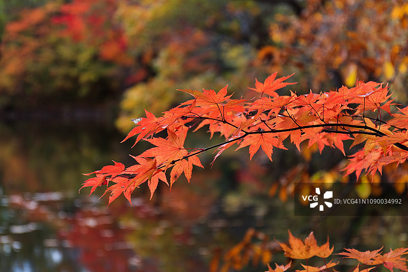 秋天的落叶图片素材