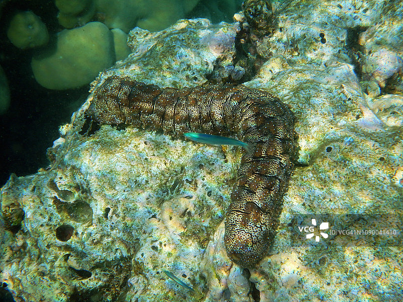 大型海参（Bohadschia graeffei）图片素材