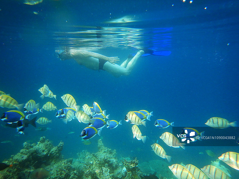 与蓝黄刺尾鱼一起浮潜的年长男人图片素材
