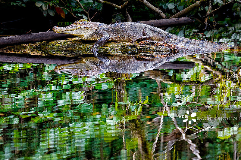 科斯达黎加托尔图格罗国家公园中，在原木上晒太阳的大型凯门鳄图片素材