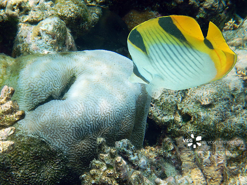 双鞍蝴蝶鱼图片素材