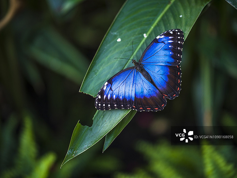 蓝色大闪蝶蝴蝶图片素材