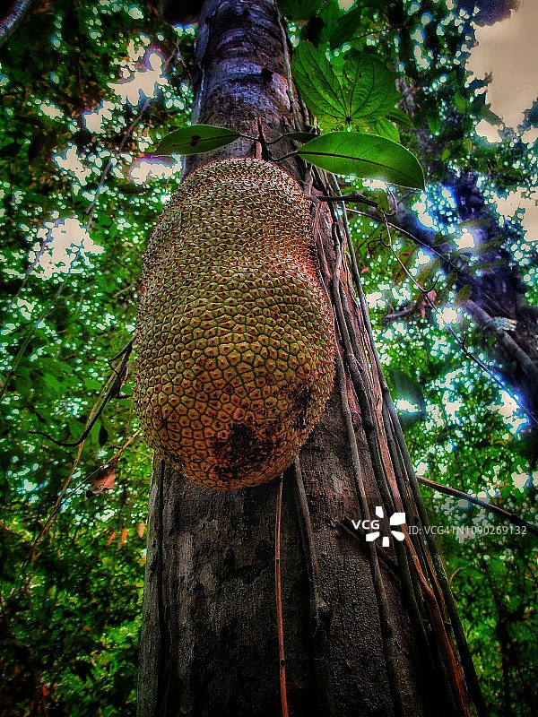 婆罗洲 cempedak 水果图片素材