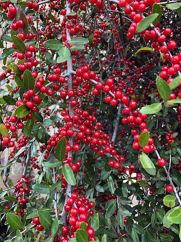 苦丁茶树和红色果实，美国德克萨斯州图片素材