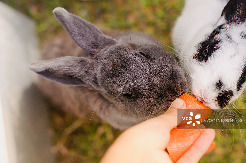 兔子吃胡萝卜图片素材