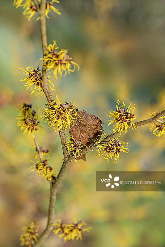 美丽春天金缕梅花朵特写图片素材