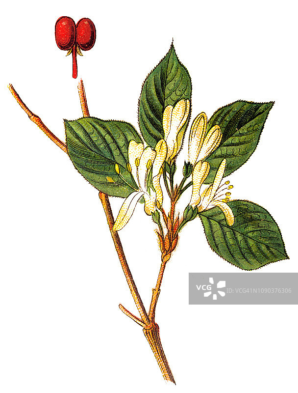 红金银花图片素材