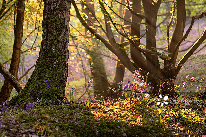 晨光中的风铃草图片素材