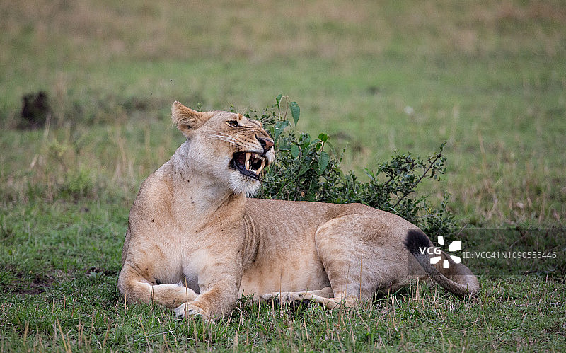 呲牙的母狮图片素材