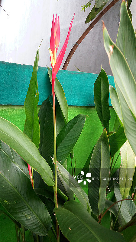 疗养中心庭院里的美人蕉花图片素材