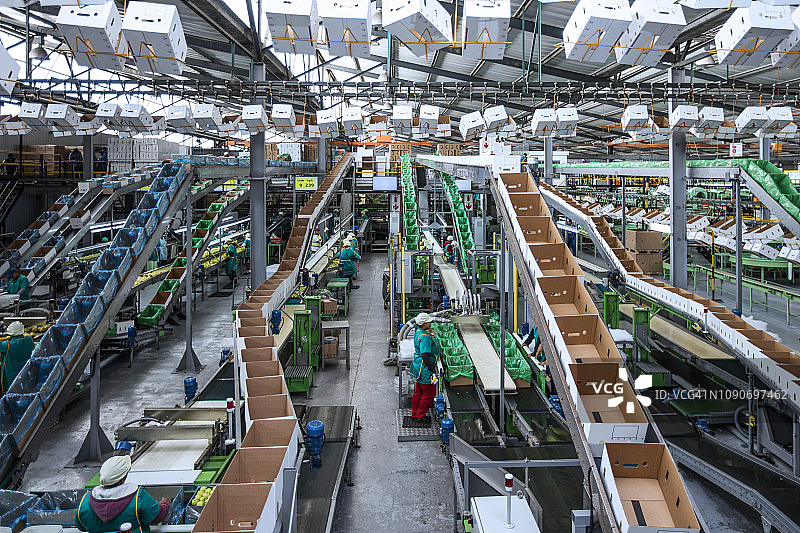 在苹果工厂工作的人们图片素材