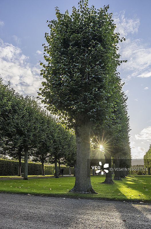 德国下萨克森州汉诺威：黑伦豪森花园的树木图片素材