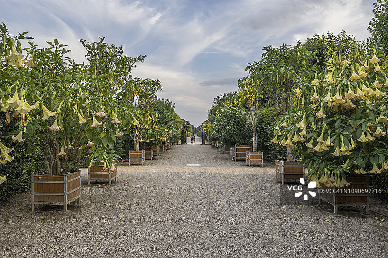 德国下萨克森汉诺威黑伦豪森花园天使的喇叭花图片素材