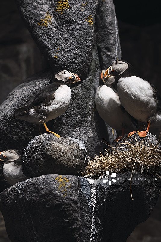 挪威罗弗敦群岛大西洋海鹦栖息在岩石上图片素材