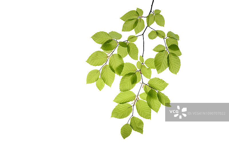 白色背景上的欧洲山毛榉树枝图片素材