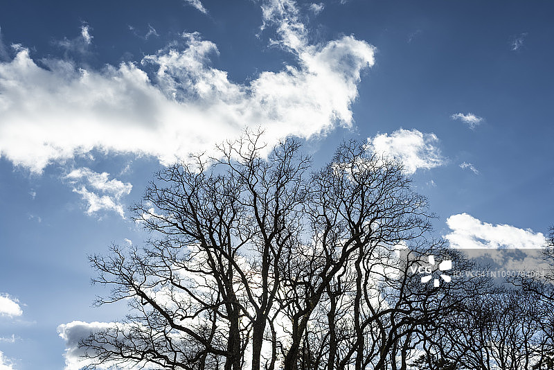 蓝天白云下的树木图片素材