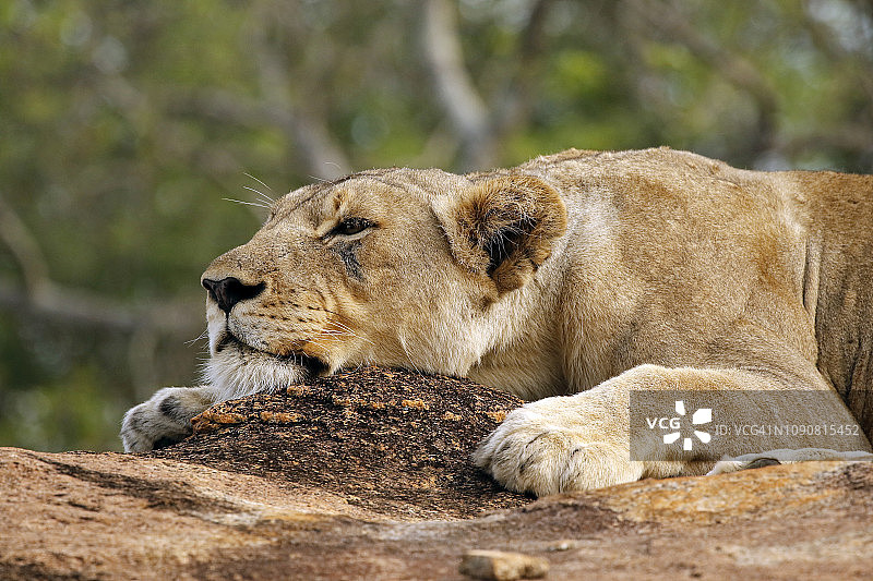 非洲克鲁格草原母狮睡眠特写图片素材