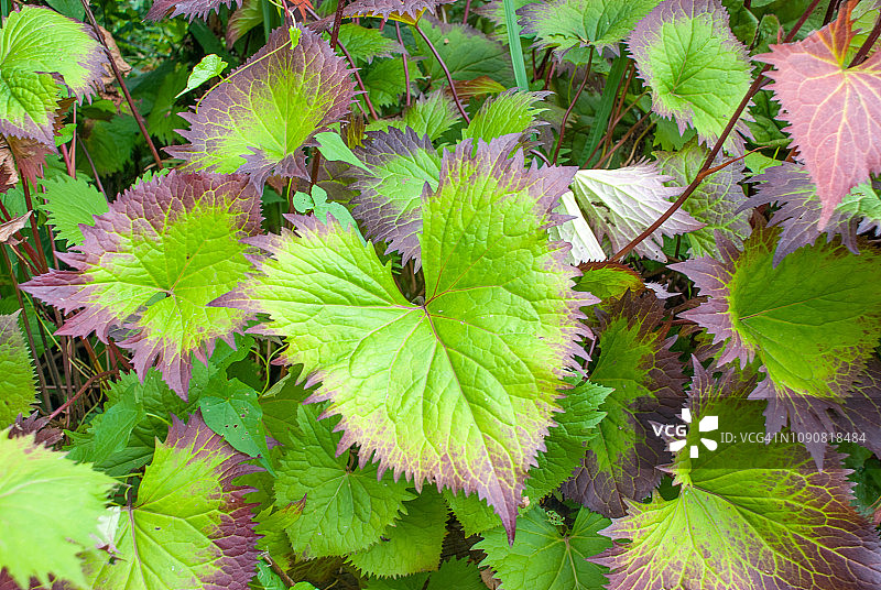 金光菊叶图片素材