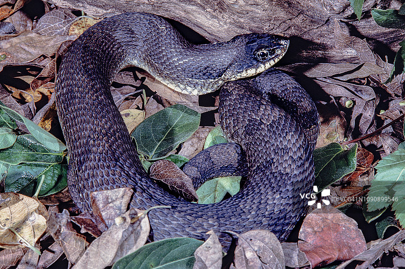 东部猪鼻蛇图片素材