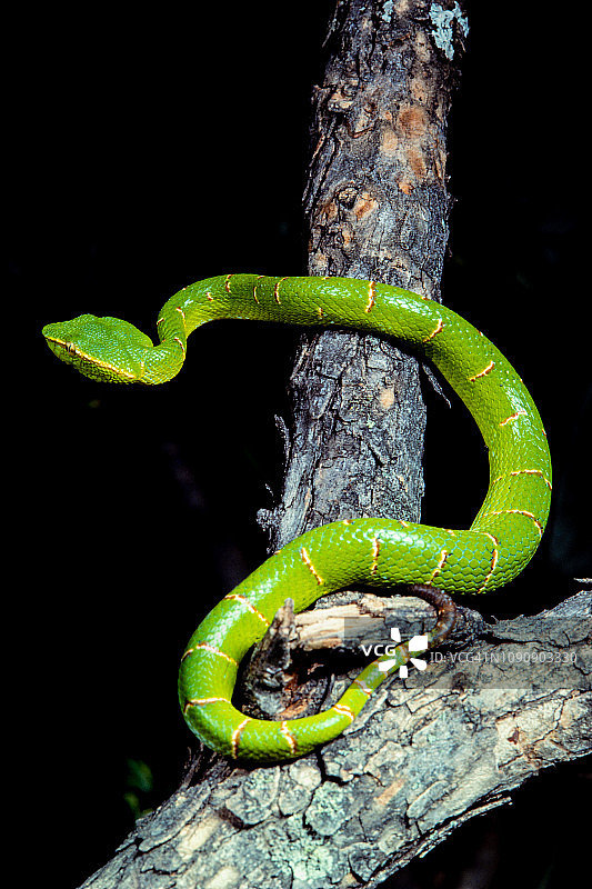 瓦格勒氏庙宇毒蛇图片素材