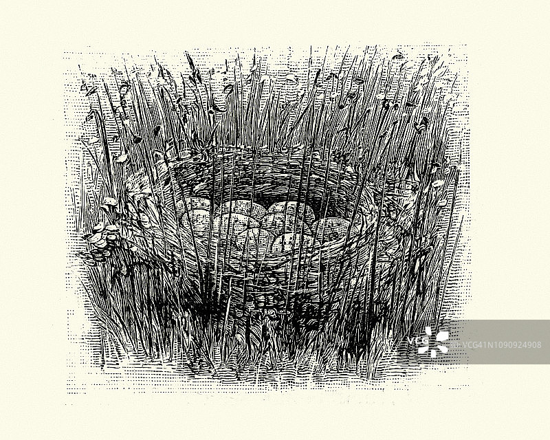 田野秧鸡的巢穴和鸟蛋图片素材