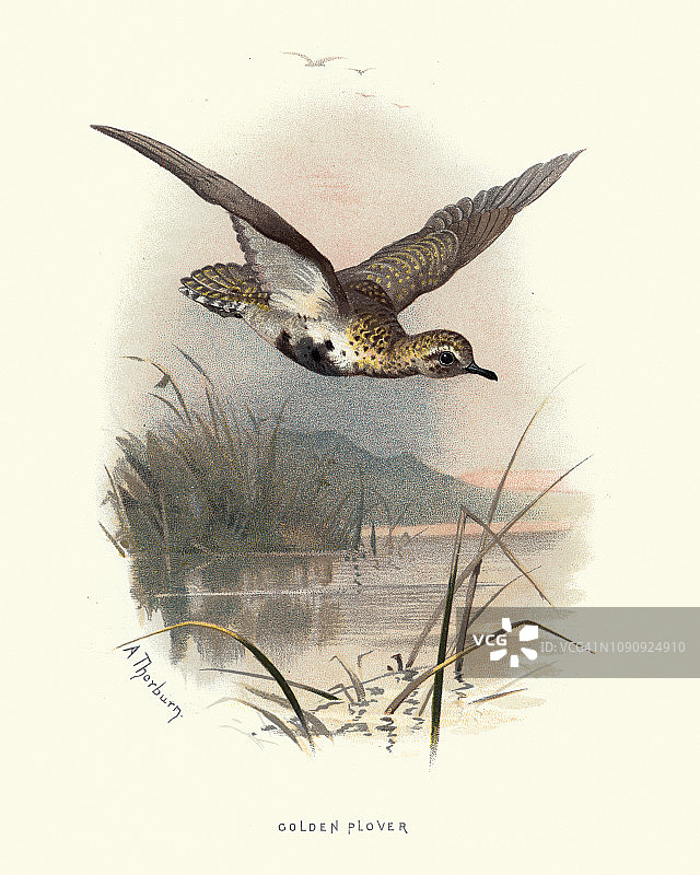 自然历史：鸟类，欧洲金鸻图片素材
