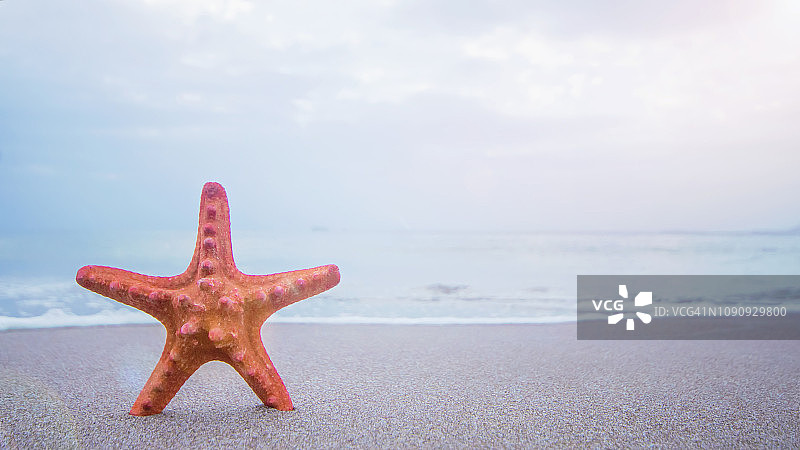 沙滩上的海星图片素材