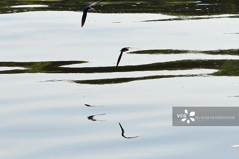 飞越尼罗河的针尾燕图片素材