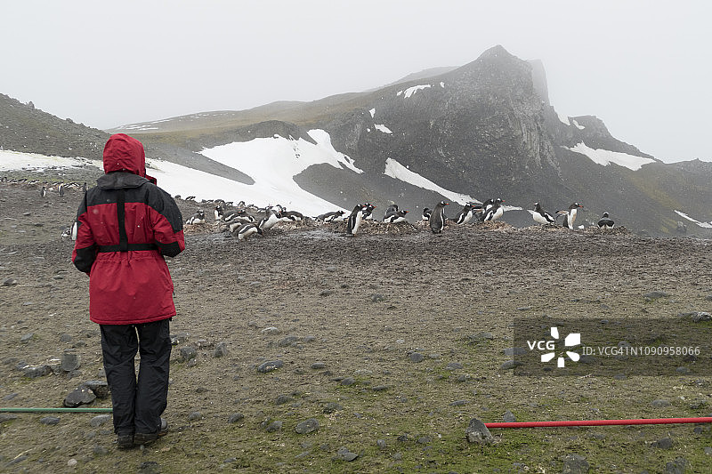 女游客在南设得兰群岛艾秋岛的南极企鹅栖息地探险图片素材