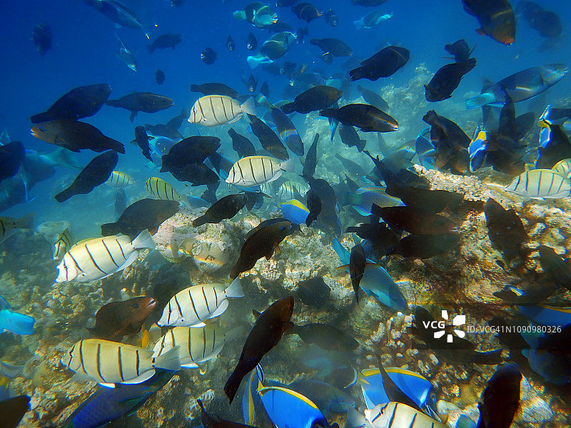 马尔代夫伊亚度岛泻湖中的热带鱼群图片素材