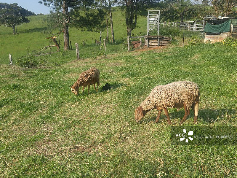 换毛的绵羊图片素材