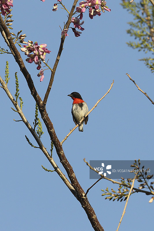 一只雄性松巴啄花鸟在夕阳下展示其颜色图片素材