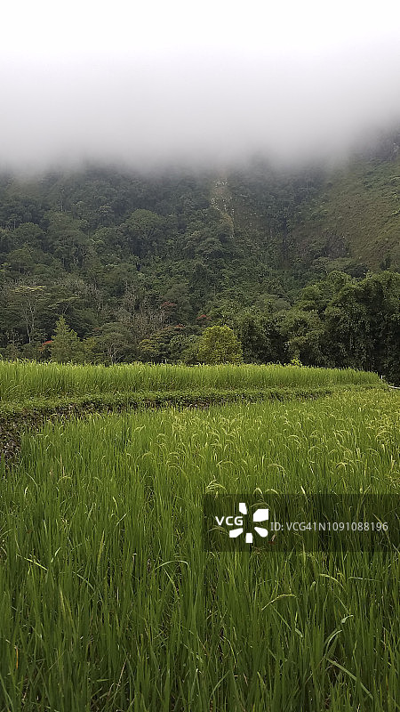 稻田是苏拉威西岛低地森林砍伐和湿地损失的主要原因图片素材